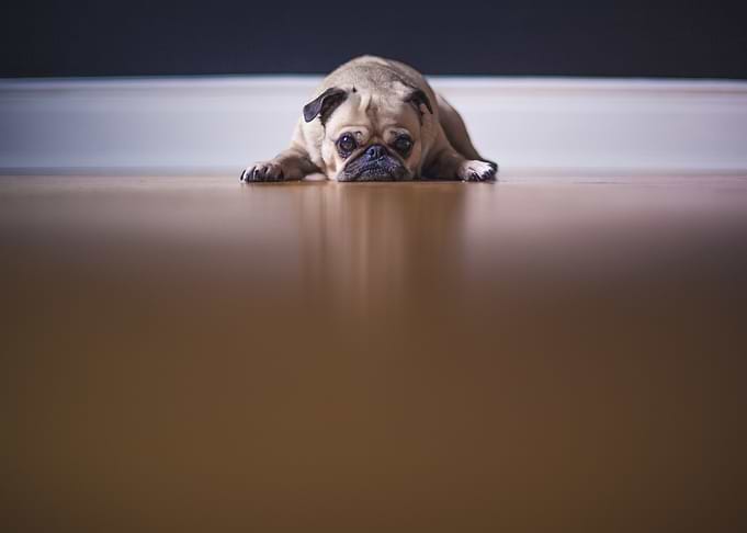 Bellied Pug