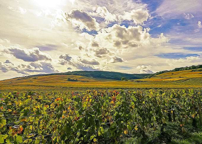 Burgundy during the autumn