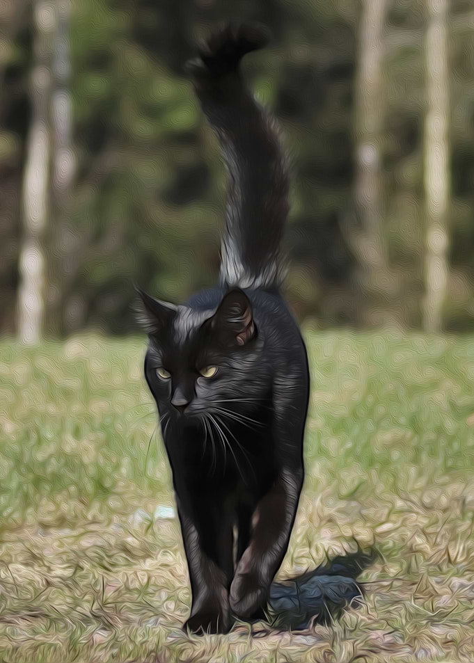 Black Cat