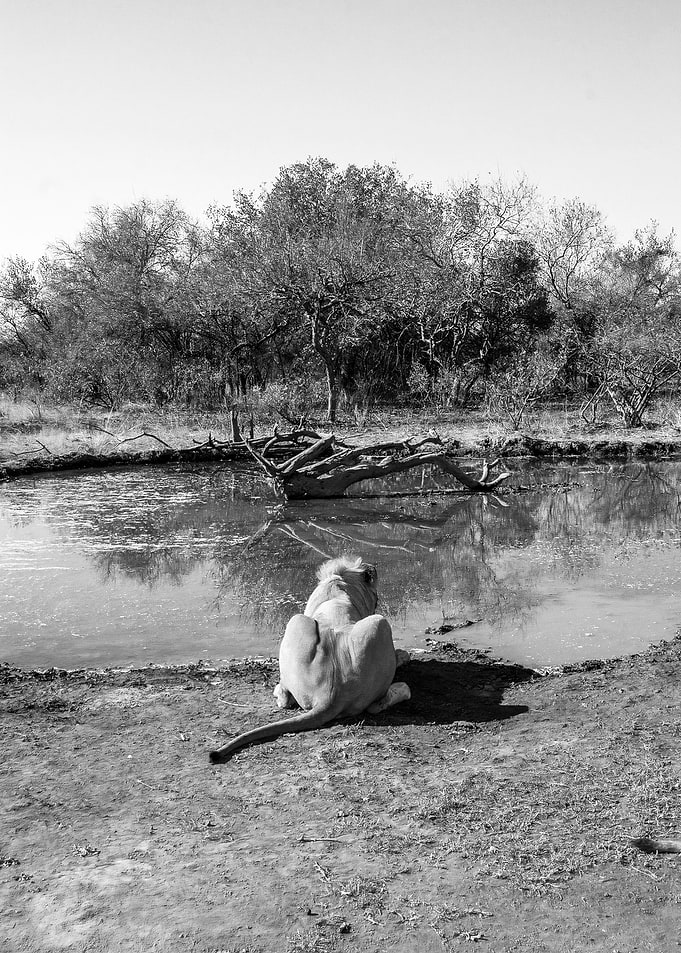 Lion at the water point