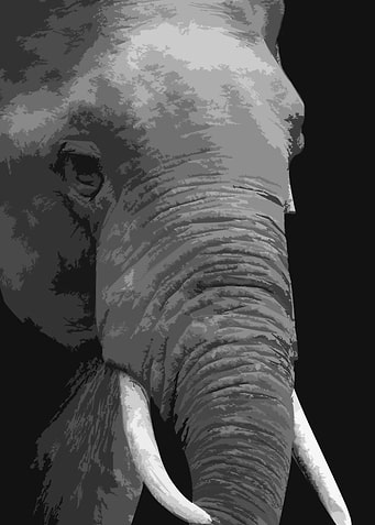 Sad elephant