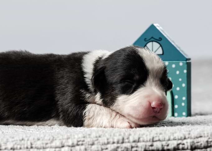 Welsh Corgi Cardigan