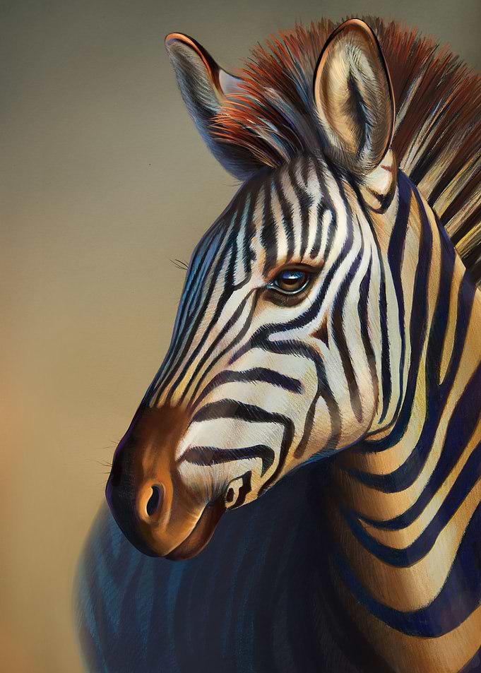Portrait of a zebra