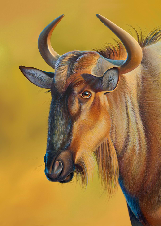 Portrait of a wildebeest