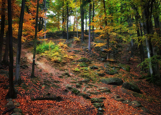 Autumn in Mountain Forest