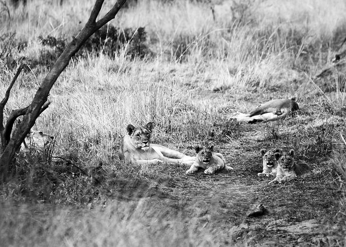 Lion family