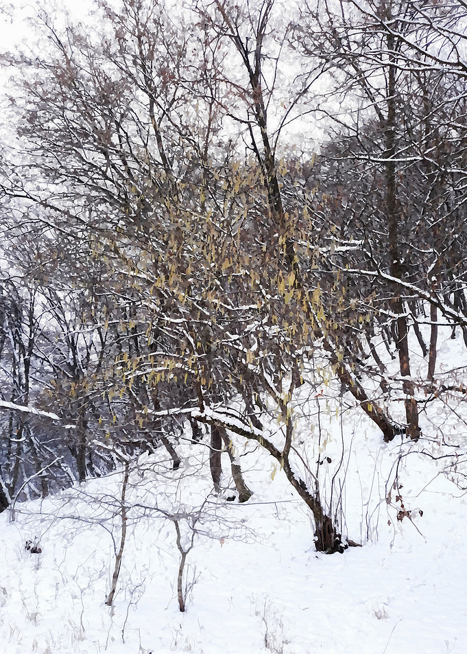 Gentle winter