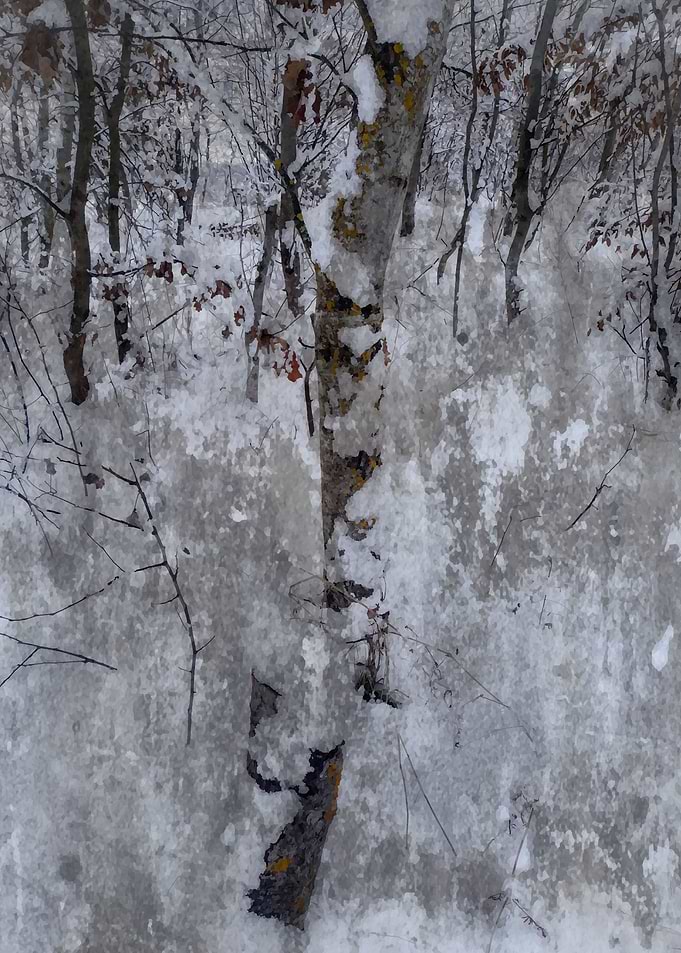 Trees in the cold