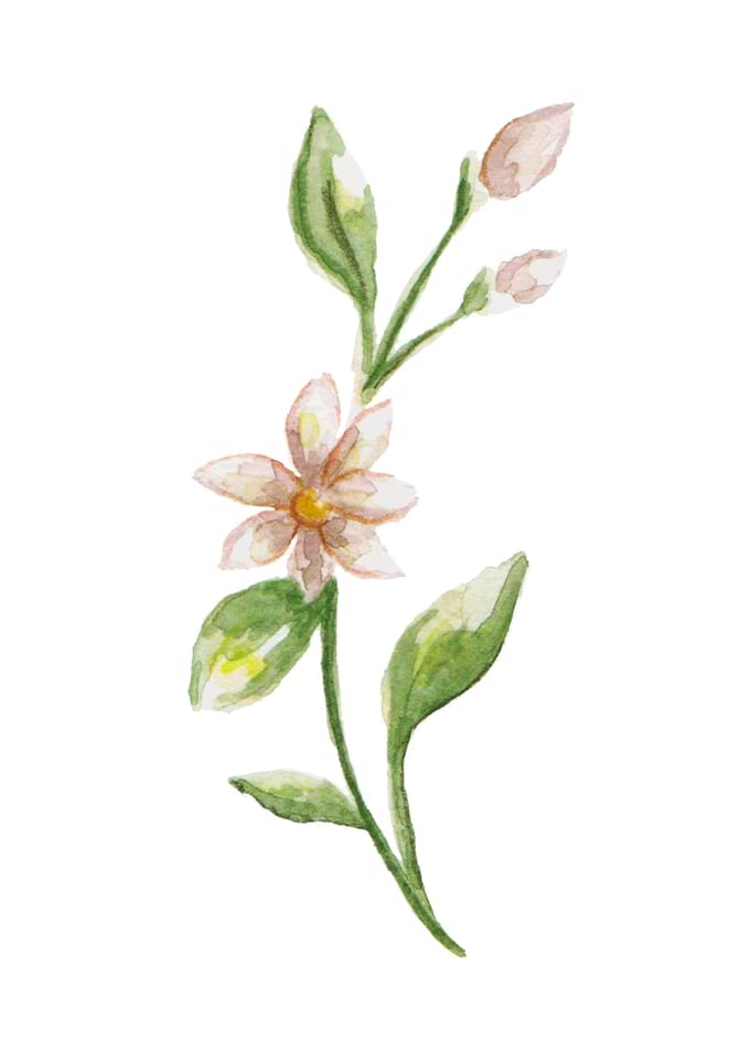 Elegant Flower Leaves