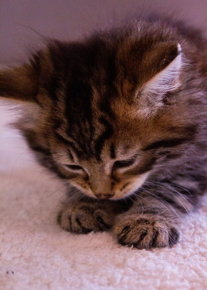 kitten