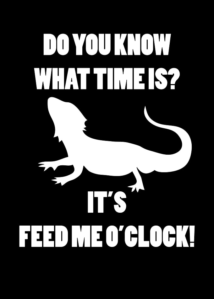 Funny Bearded Dragon