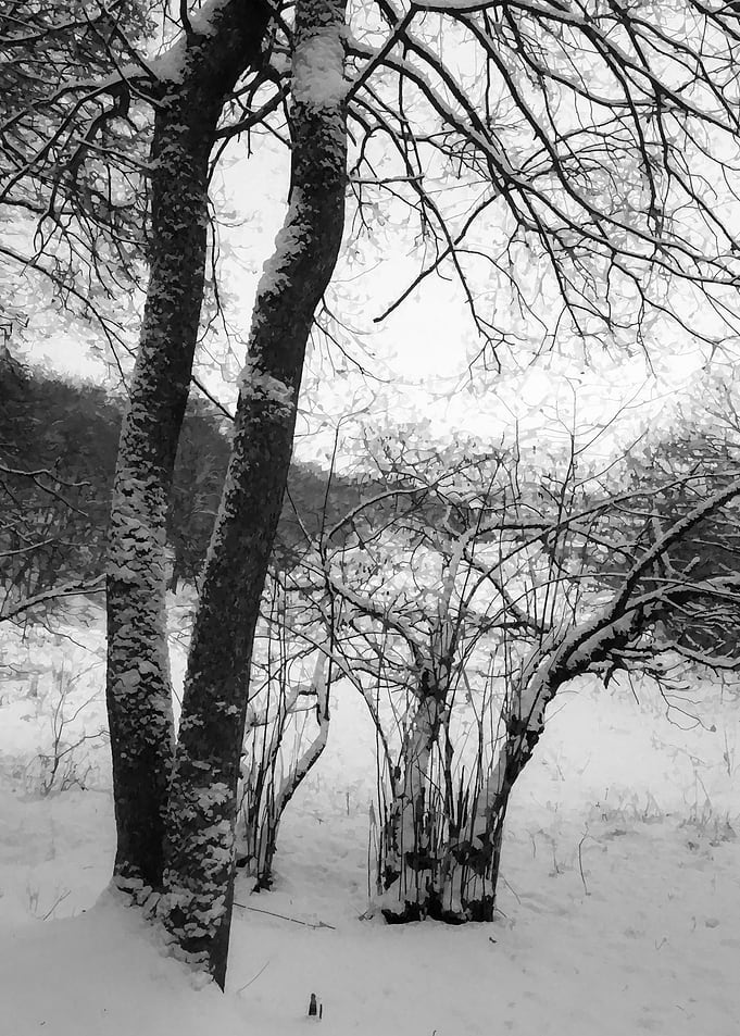 Grey winter