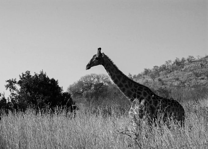 Giraffe in the grass