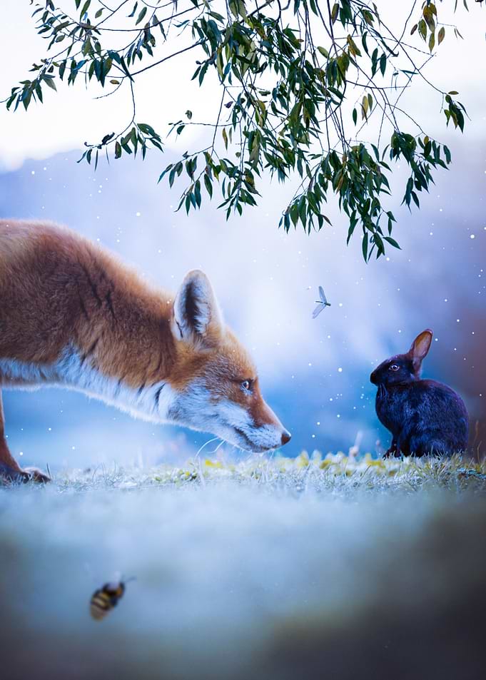 Red fox and black rabbit
