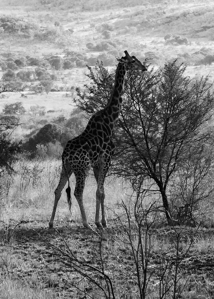 The giraffe meal