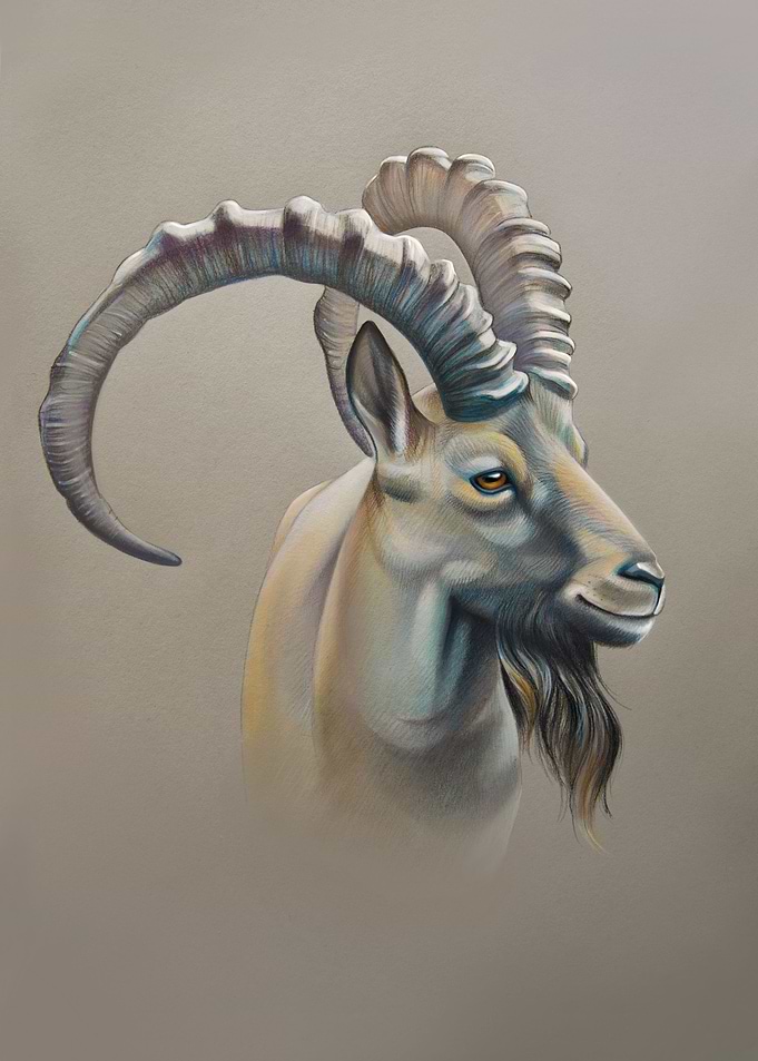 Siberian ibex