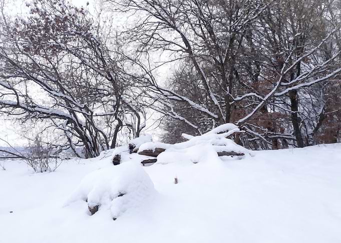 Forest in winter