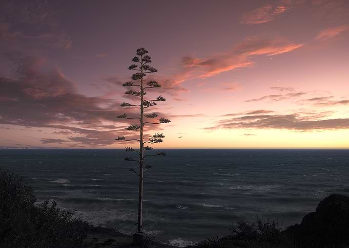 Sunset Tree