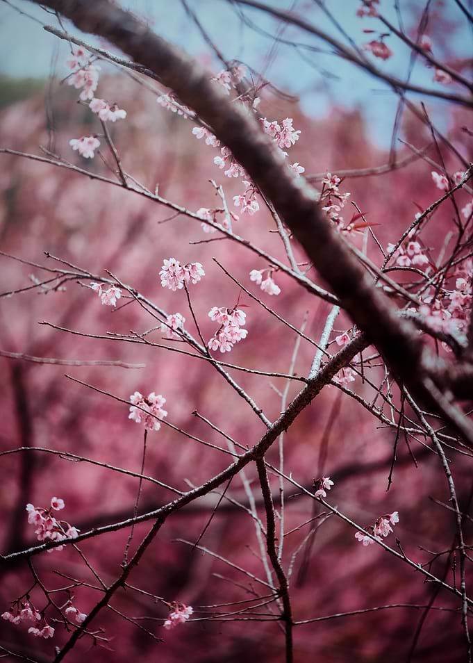 Pink Sakura