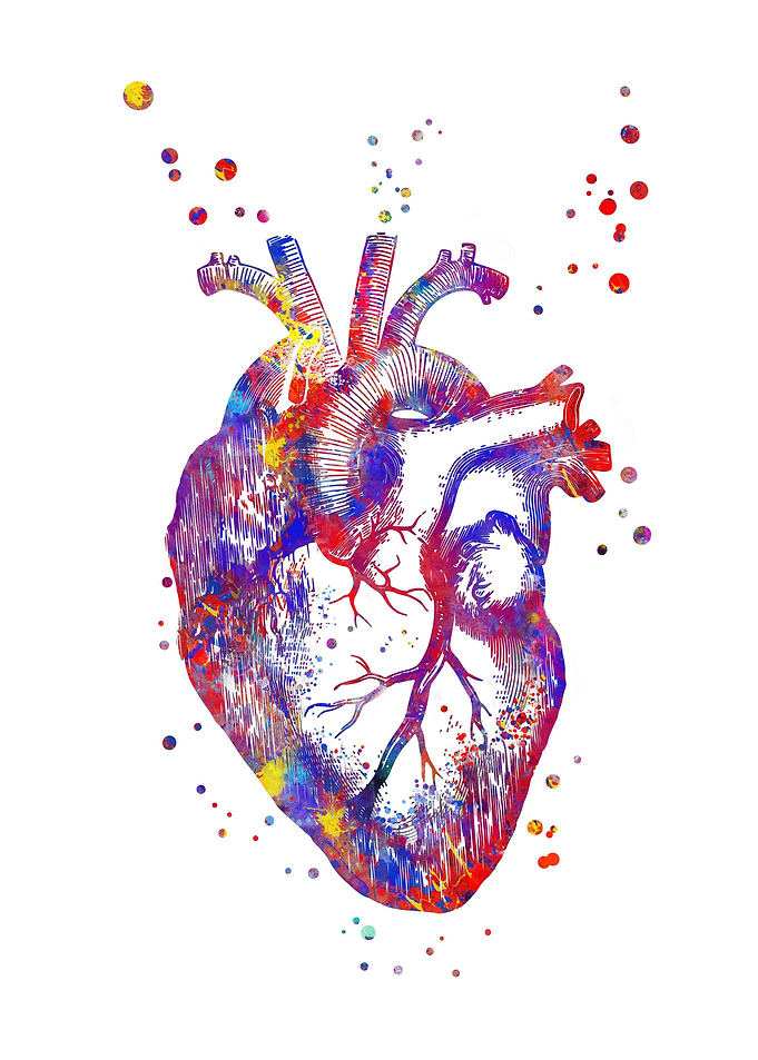 Human heart