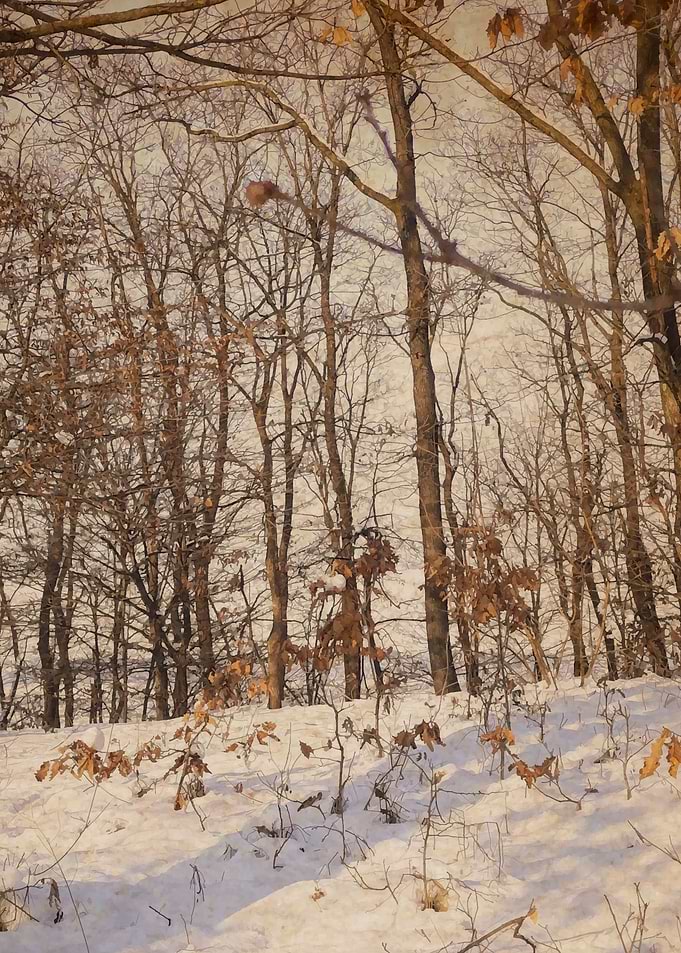 Quiet forest