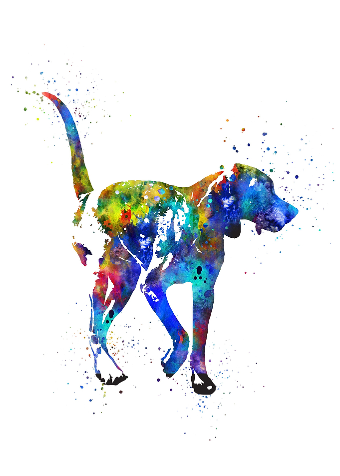 American foxhound
