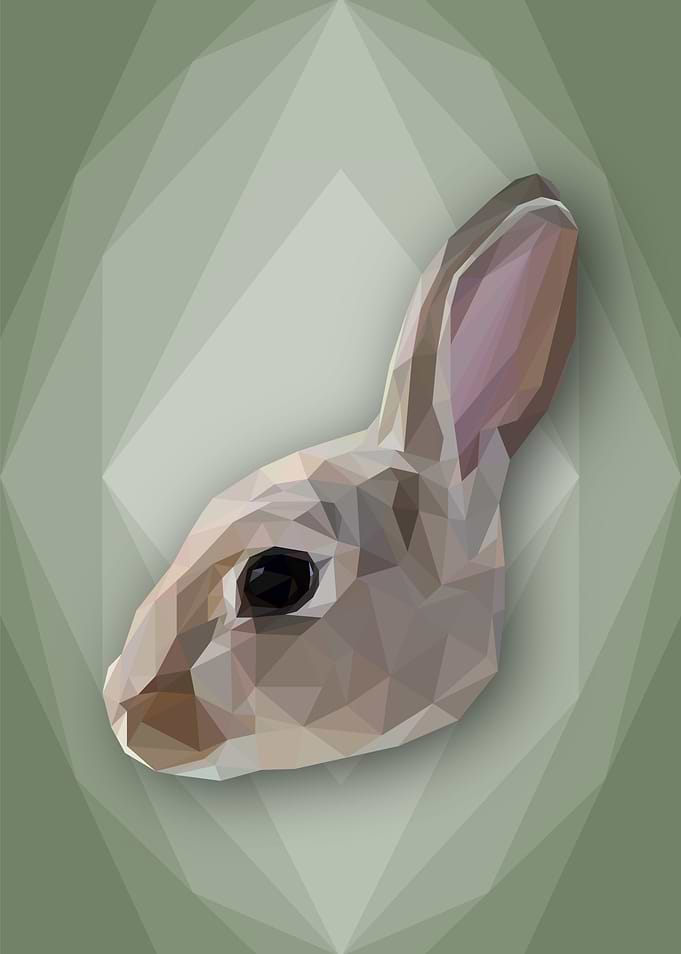Beautiful Bunny