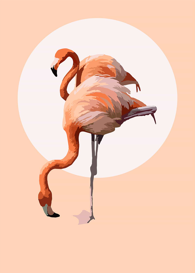 Flamingo