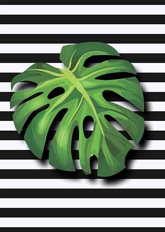 Monstera Deliciousa