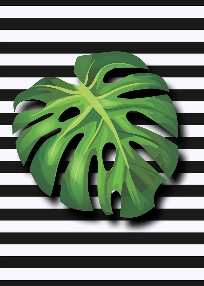 Monstera Deliciousa