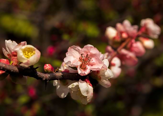 Cherry Blossom