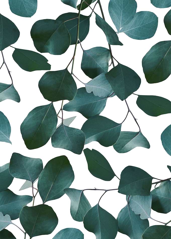 Eucalyptus Pattern 1