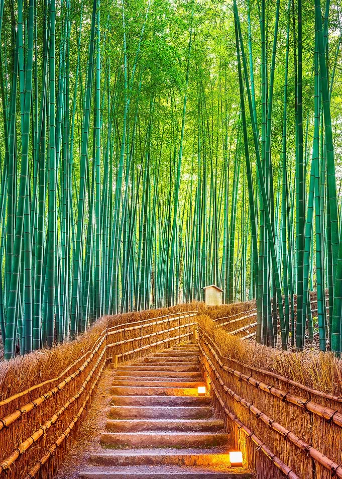 Bamboo forest in japan
