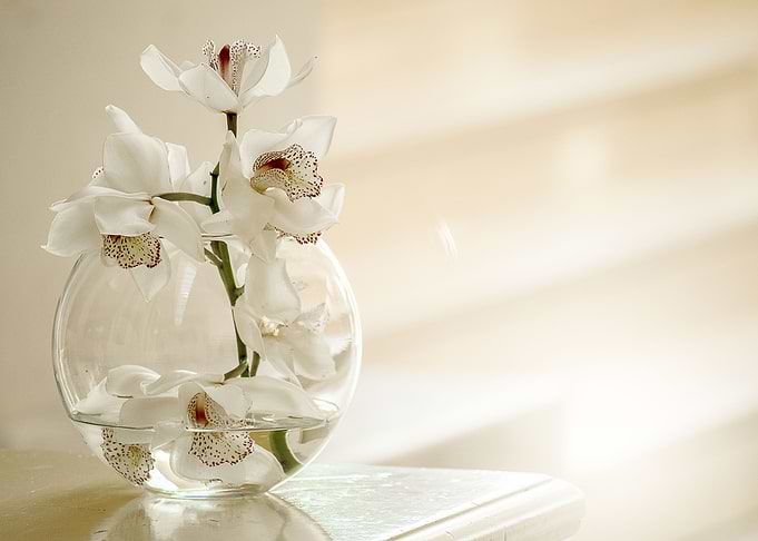 Orchid Minimalist