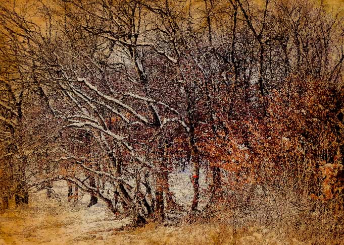 Fiery winter forest