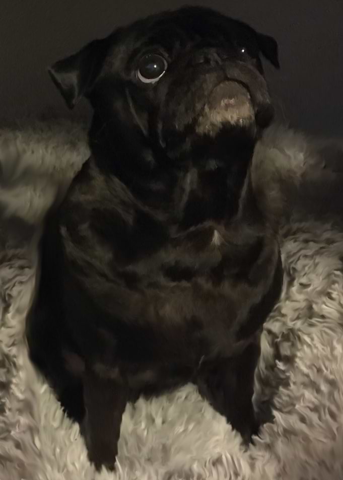 Miss Piggles