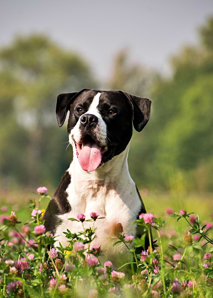 Cute Dog
