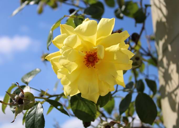 Yellow Flower