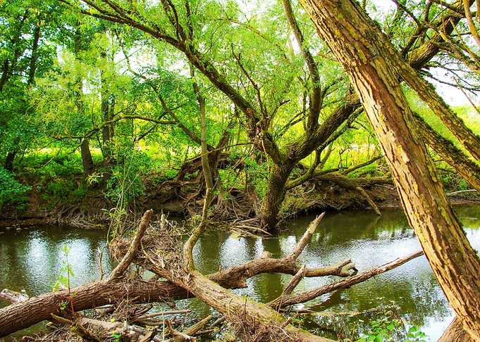 Nature