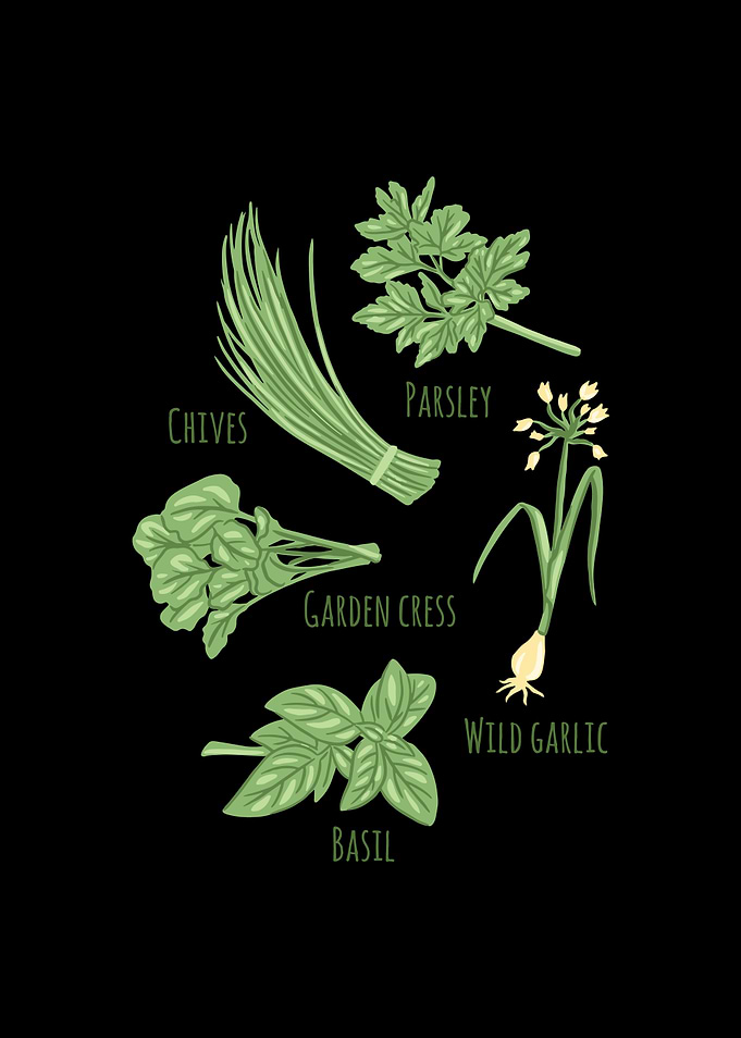 Herbs Plants Herb Garden