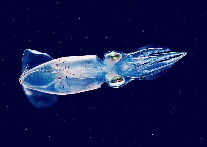 Glass squid
