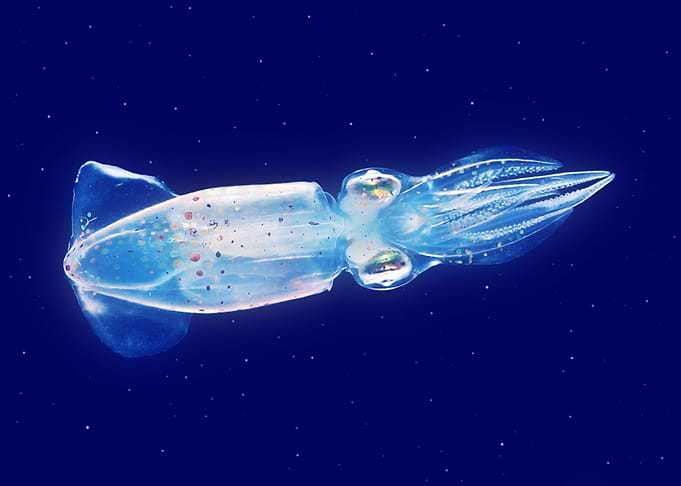 Glass squid glow