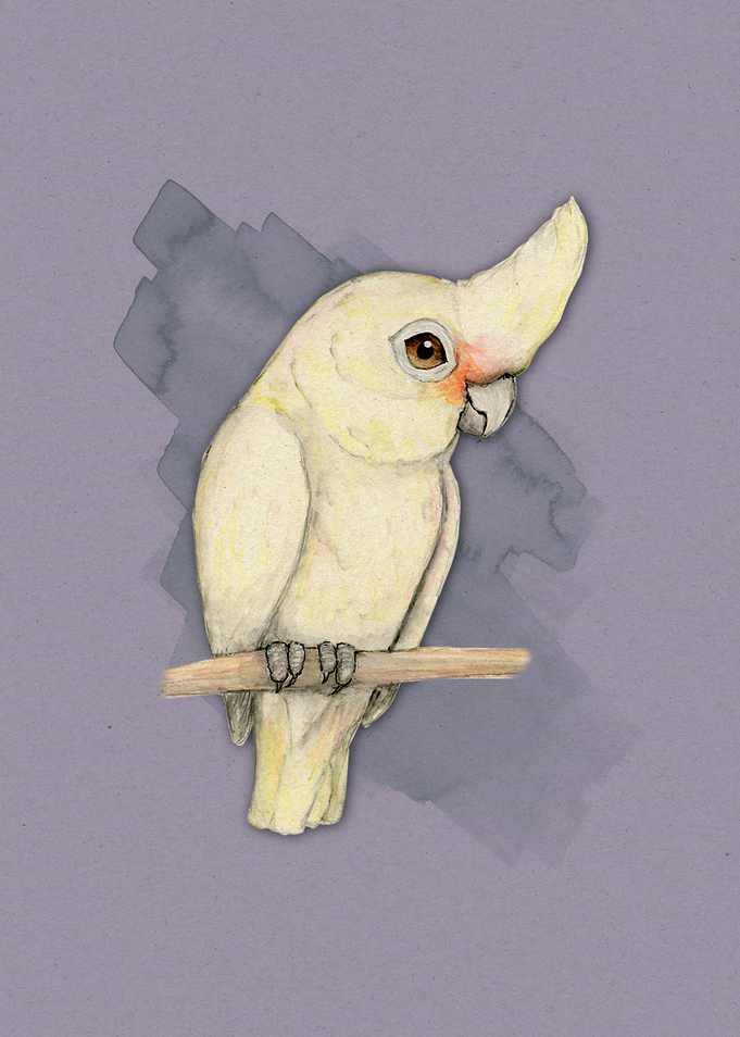 Goffin cockatoo