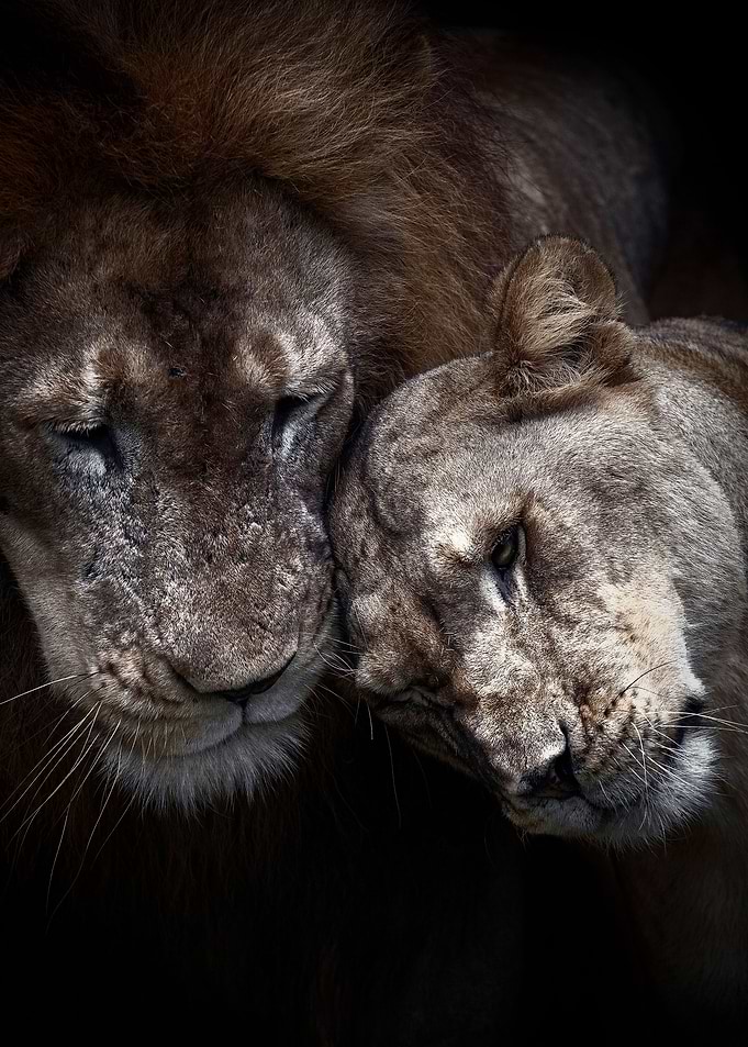 lions black Love poster