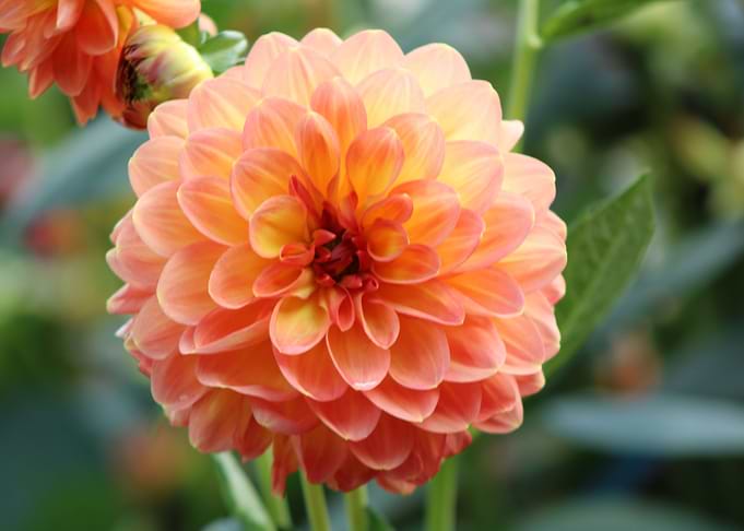 Pink flower