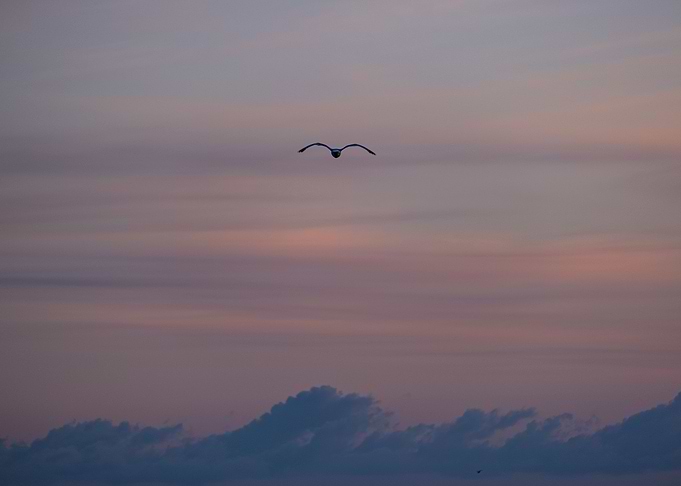 Freedome of bird