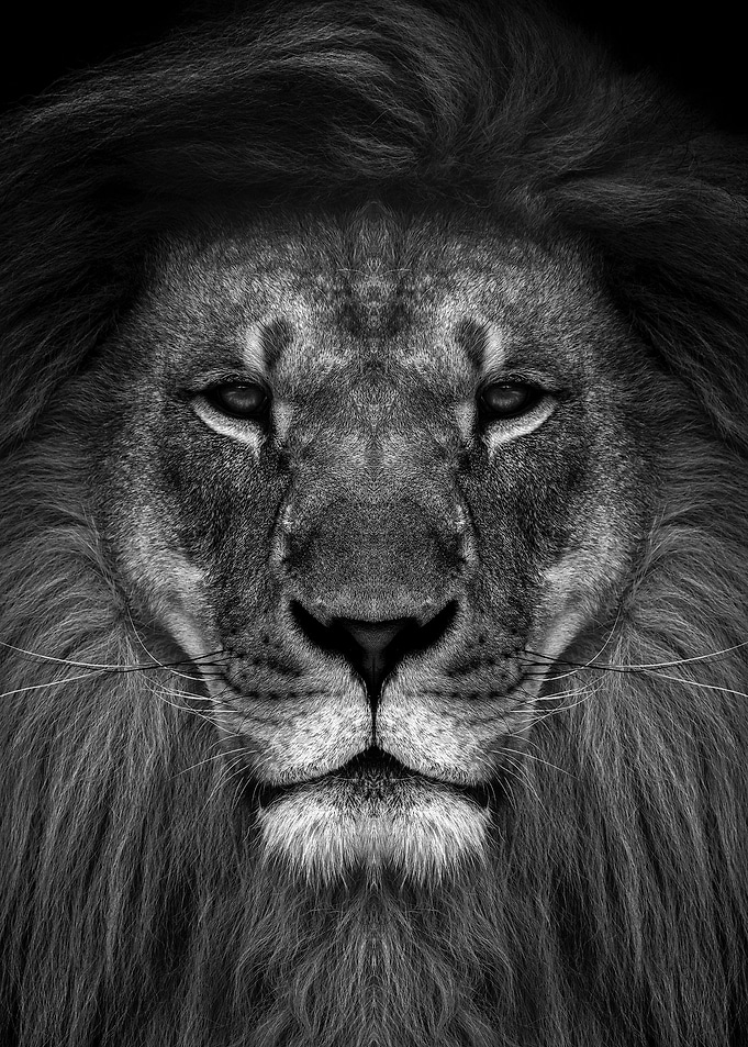 wild lion king face black