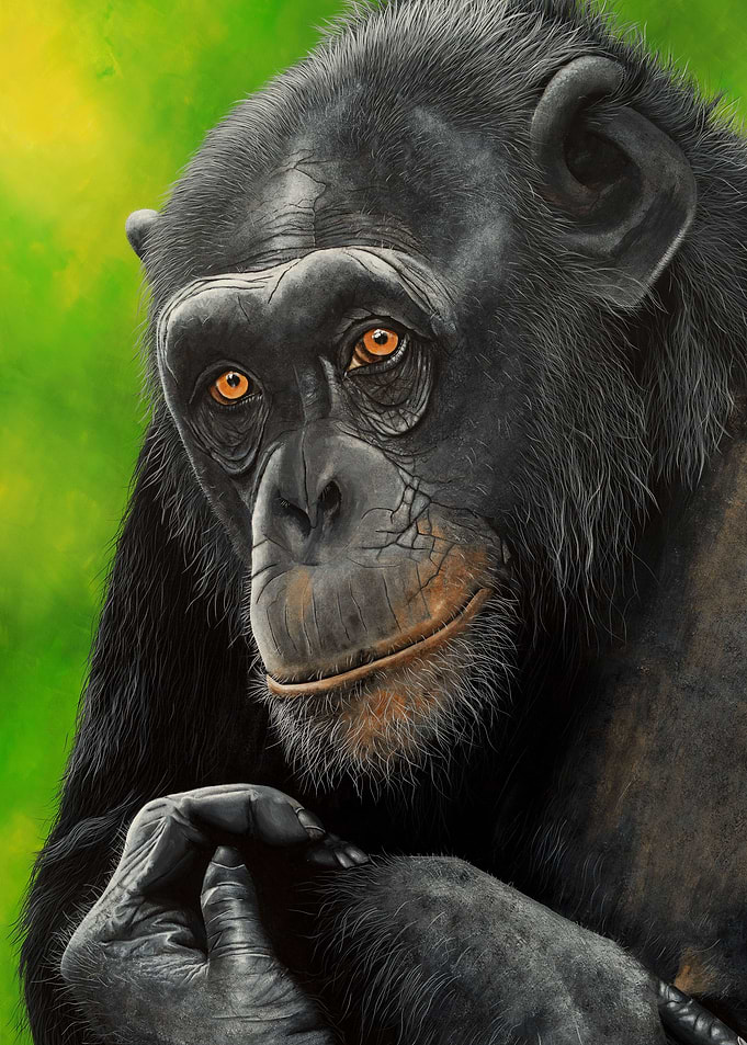 Sapphira chimpanzee
