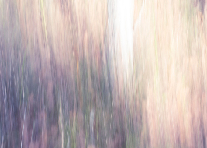 Panning Trees