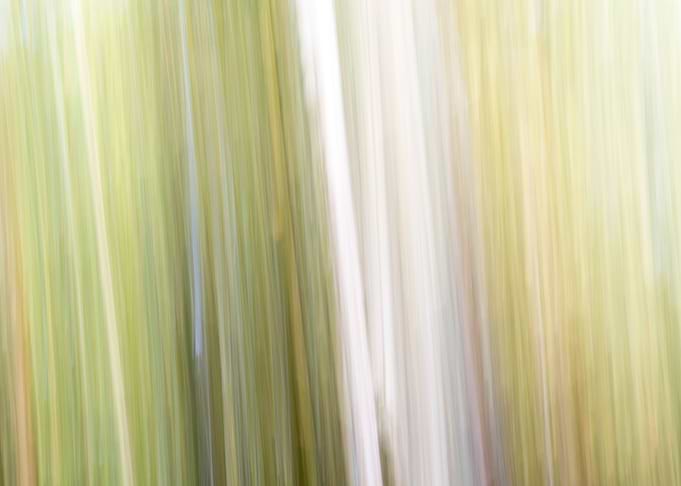 Panning Trees